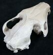 Oreodont (Merycoidodon gracilis) Partial Skull #8852-10